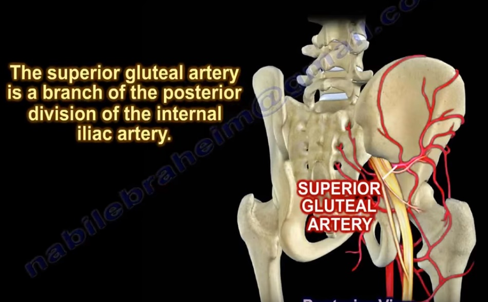 The Superior Gluteal Artery — OrthopaedicPrinciples.com