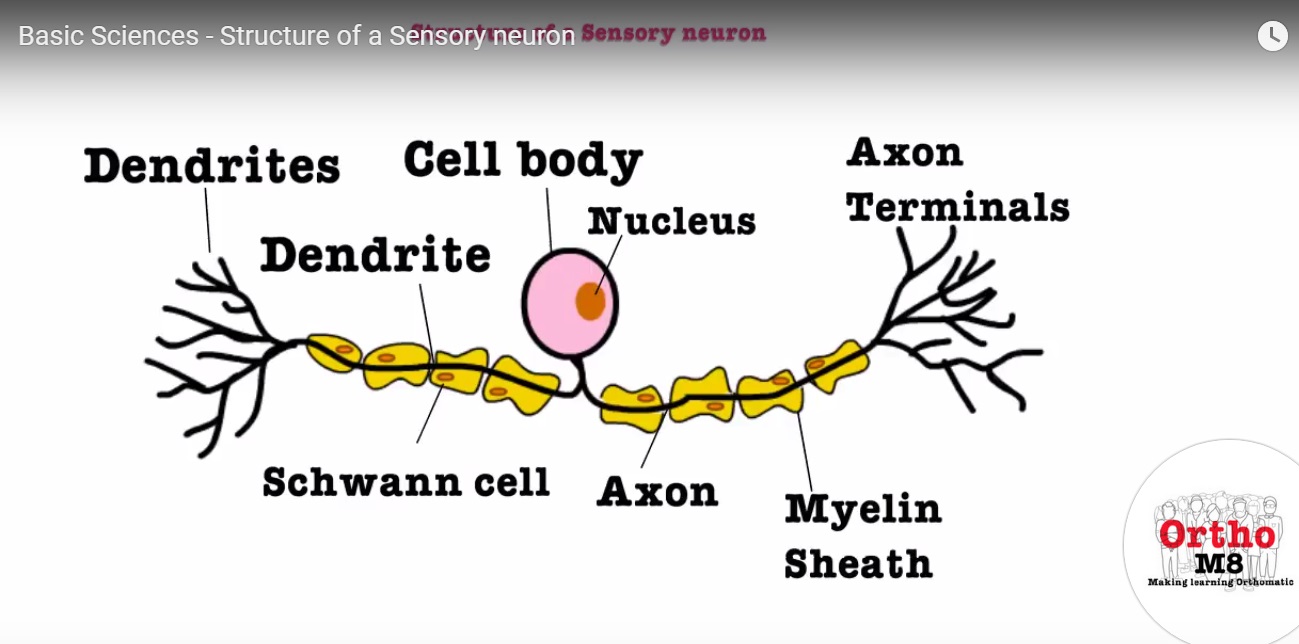 Structure Of A Sensory Neuron Orthopaedicprinciples Com