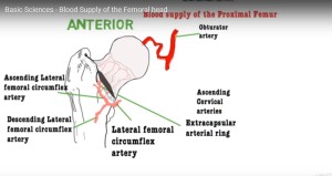 Blood supply of femoral Head — OrthopaedicPrinciples.com