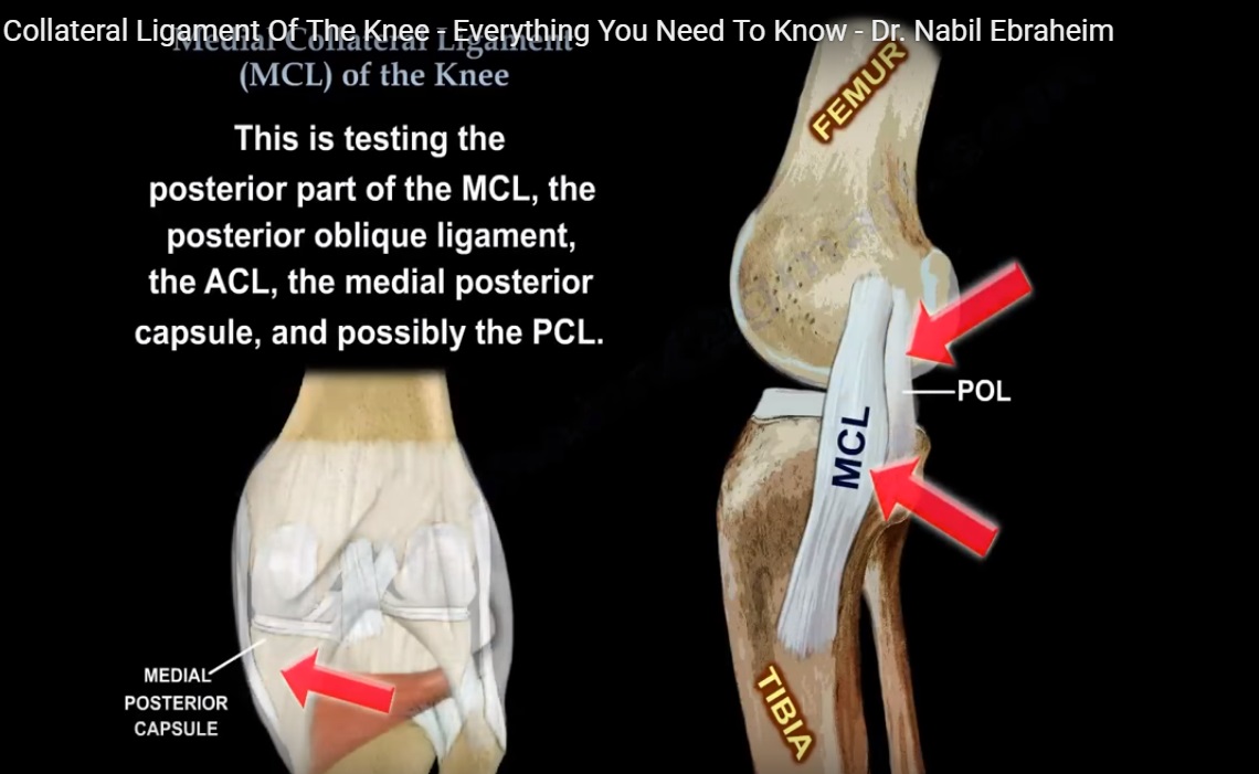 Medial Collateral Ligament of the Knee — OrthopaedicPrinciples.com