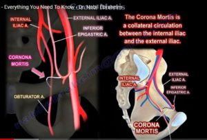 Arteria Corona Mortis — OrthopaedicPrinciples.com