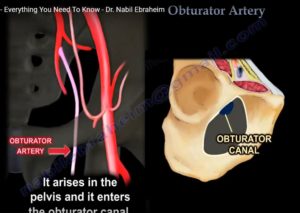 Anatomy of Obturator Artery — OrthopaedicPrinciples.com