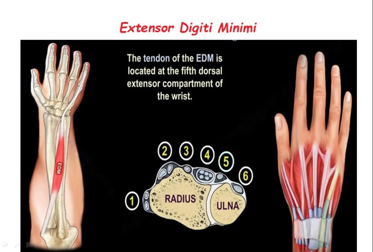 Extensor Digiti Minimi — OrthopaedicPrinciples.com