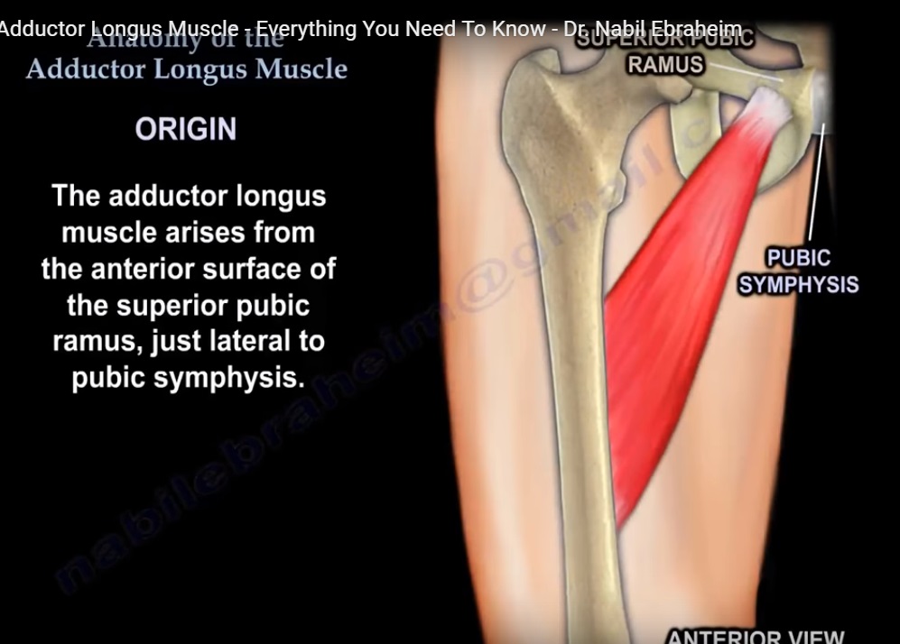 Anatomy of the Adductor Longus Muscle — OrthopaedicPrinciples.com
