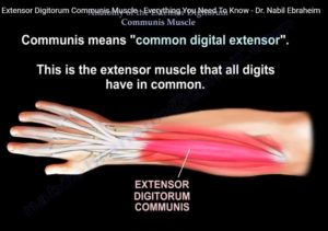 Anatomy Of The Extensor Digitorum Communis — OrthopaedicPrinciples.com