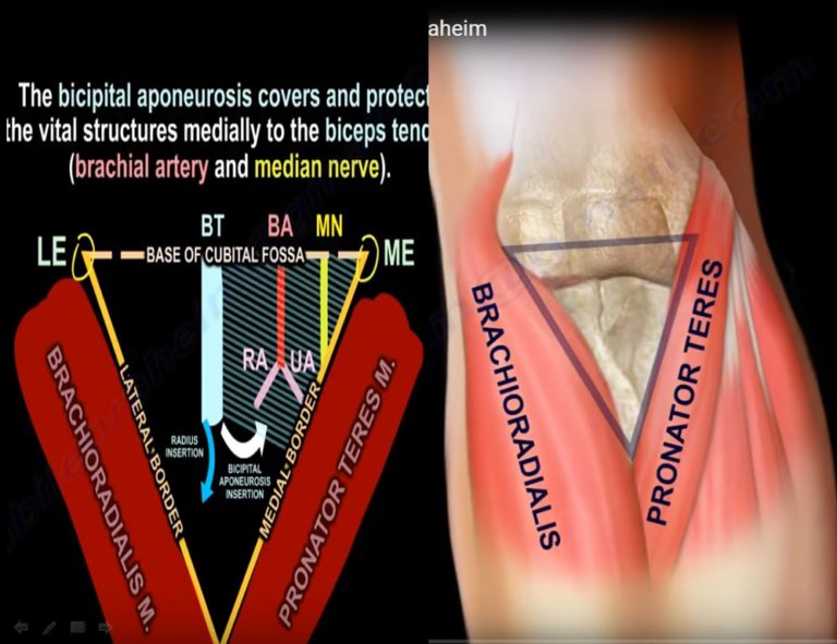 Anatomy and Contents of the Cubital Fossa — OrthopaedicPrinciples.com