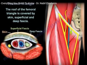 Anatomy of the Femoral Triangle — OrthopaedicPrinciples.com