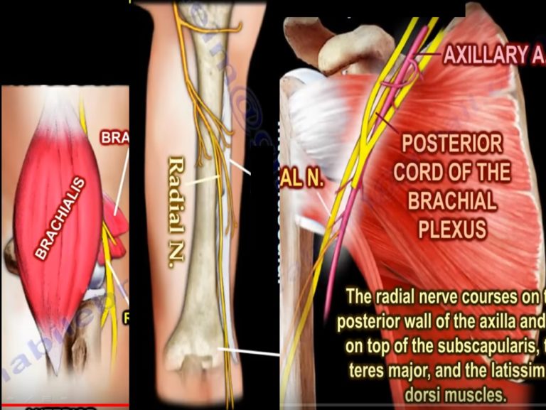 Anatomy of the Radial Nerve — OrthopaedicPrinciples.com