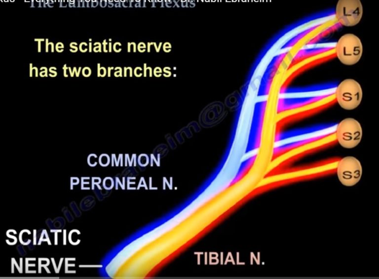 anatomy-of-the-lumbosacral-plexus-orthopaedicprinciples