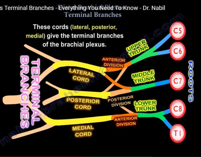 Anatomy Of Distal Brachial Plexus —