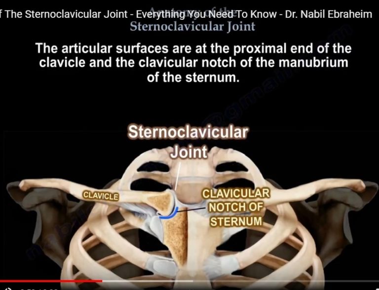 Anatomy Of The Sternoclavicular Joint — OrthopaedicPrinciples.com