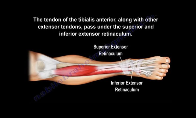 Anatomy Of The Tibialis Anterior Muscle — OrthopaedicPrinciples.com