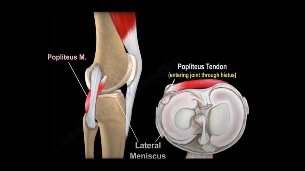 Anatomy Of The Popliteus Muscle — 8981