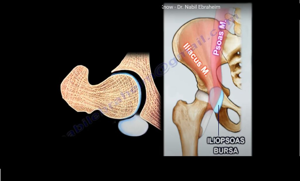 Anatomy Of Iliopsoas Muscle —