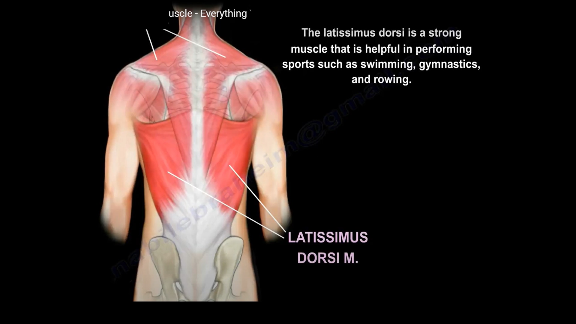Anatomy Of The Latissimus Dorsi Muscle —