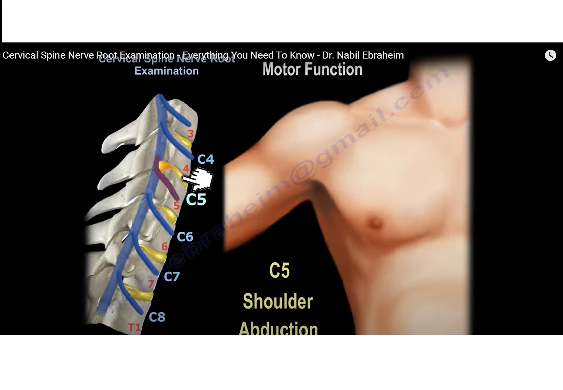 cervical-spine-nerve-root-examination-orthopaedicprinciples