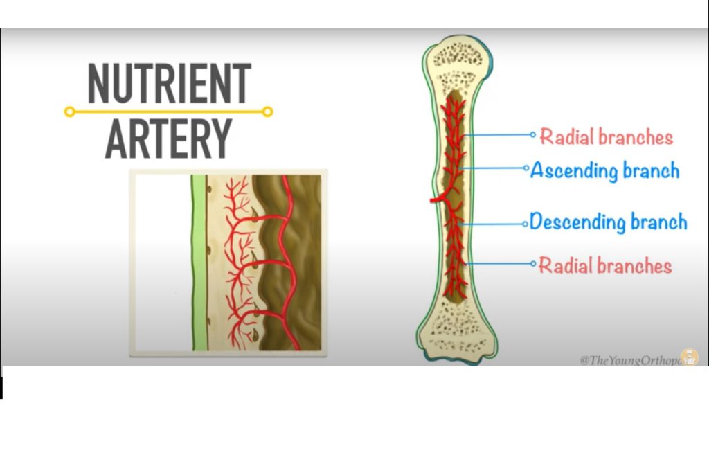 Blood Supply of Long Bone — OrthopaedicPrinciples.com