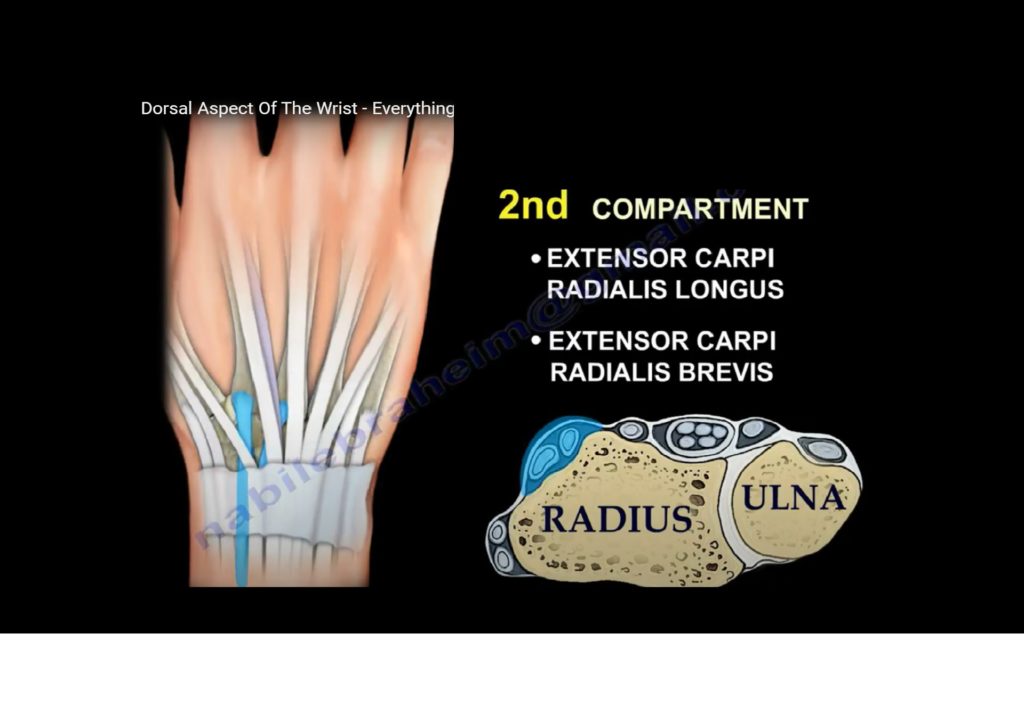 Anatomy of the Dorsal aspect of the Wrist — OrthopaedicPrinciples.com