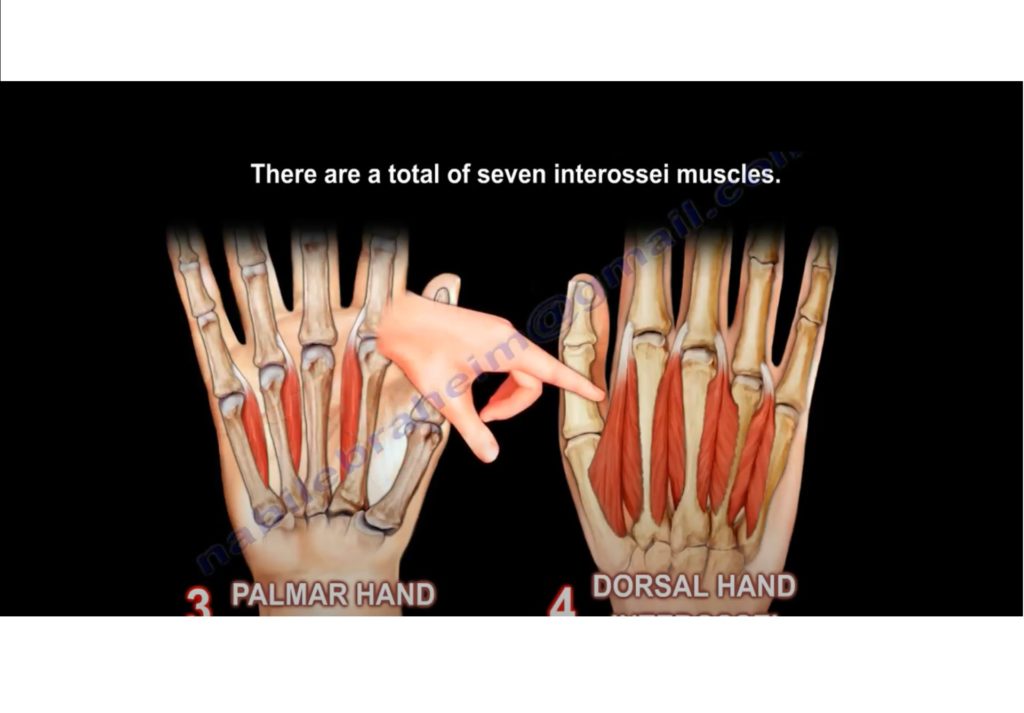 Interosseous Muscles Of The Hand — OrthopaedicPrinciples.com