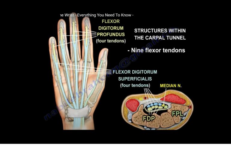 Anatomy of the Volar side of the Wrist — OrthopaedicPrinciples.com