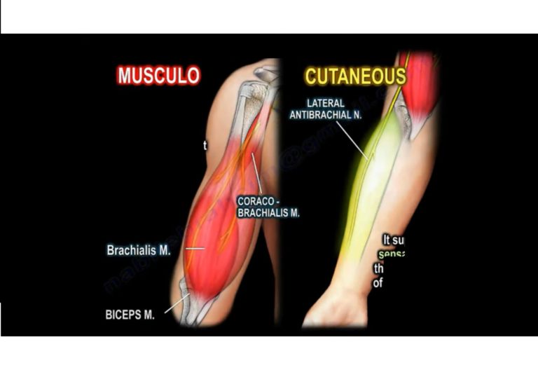 anatomy-of-the-upper-arm-orthopaedicprinciples