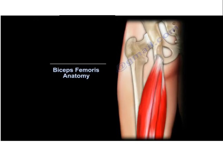 Anatomy of Biceps Femoris —