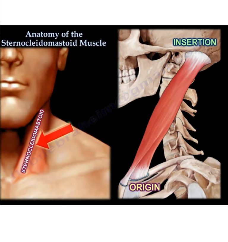 Anatomy Of The Sternocleidomastoid Muscle — 3341