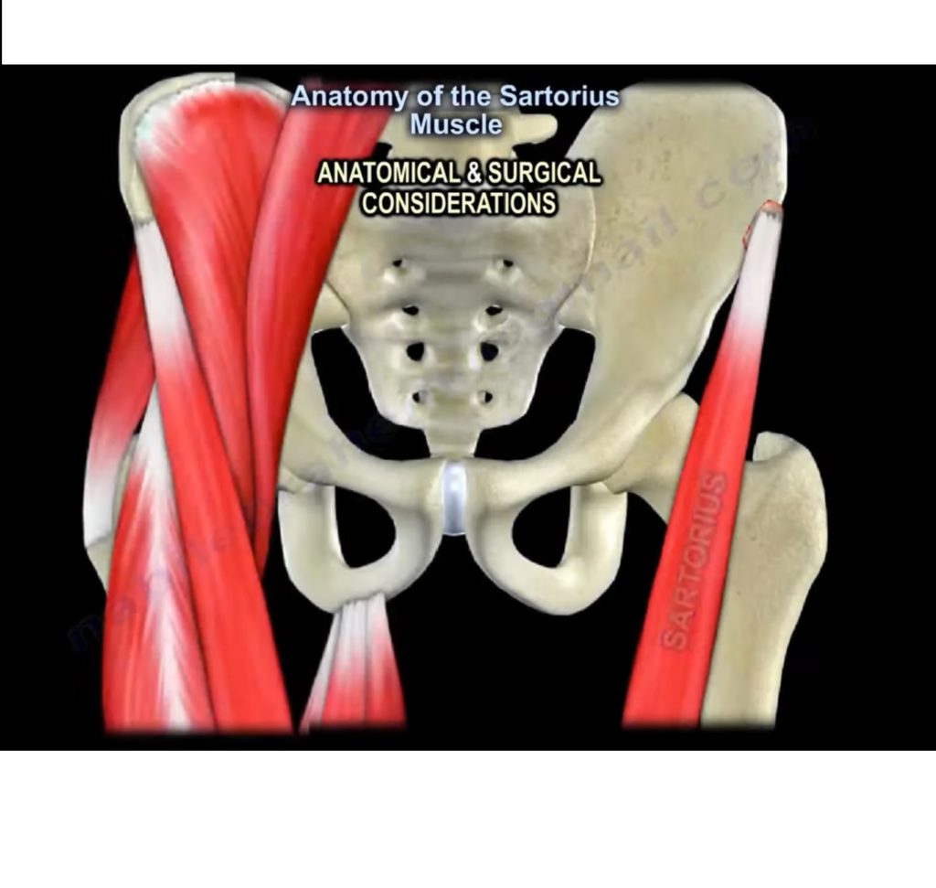 Anatomy of the Sartorius Muscle — OrthopaedicPrinciples.com