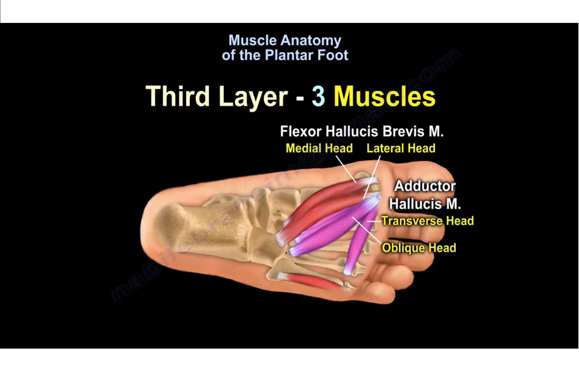 Foot Anatomy Chart Muscles