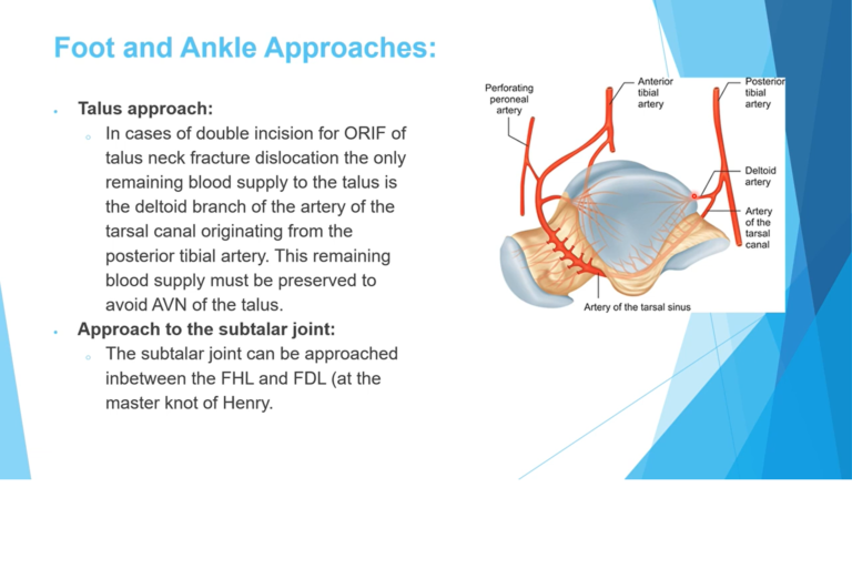 Foot and Ankle Anatomy for the Boards — OrthopaedicPrinciples.com