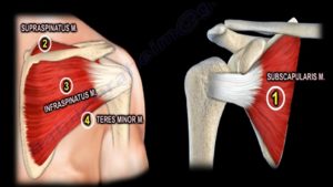 Subscapularis Anatomy — OrthopaedicPrinciples.com