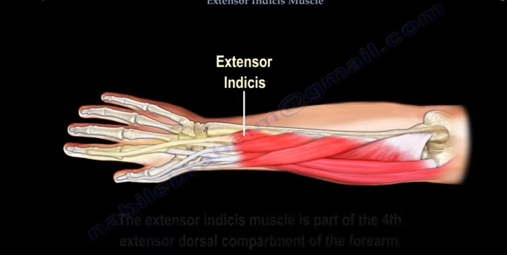 Anatomy Of The Extensor Indicis Muscle Orthopaedicprinciples Com