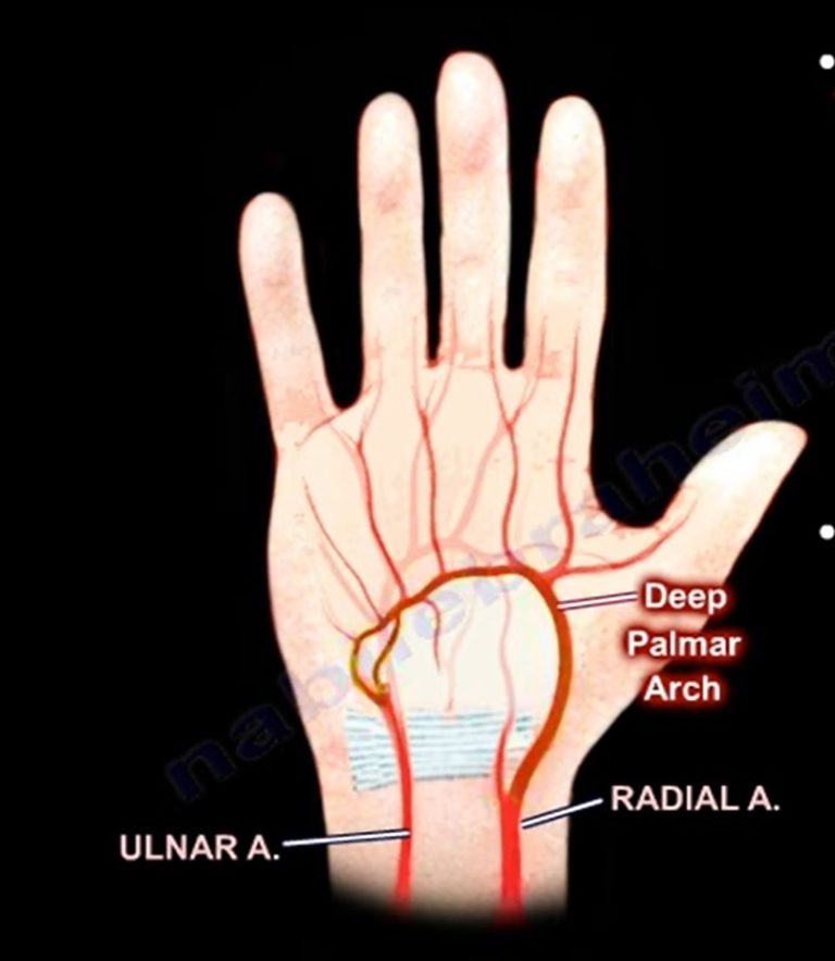 Anatomy Of The Ulnar artery — OrthopaedicPrinciples.com